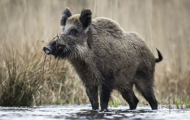 Ночной "детский сад": фотоловушки сняли прогулку поросят диких кабанов в Карпатах (видео)