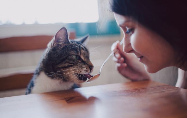 Робота мрії. Чоловік пропонує понад 2 тисячі на годину "няні" для кота: що входить у обов'язки?