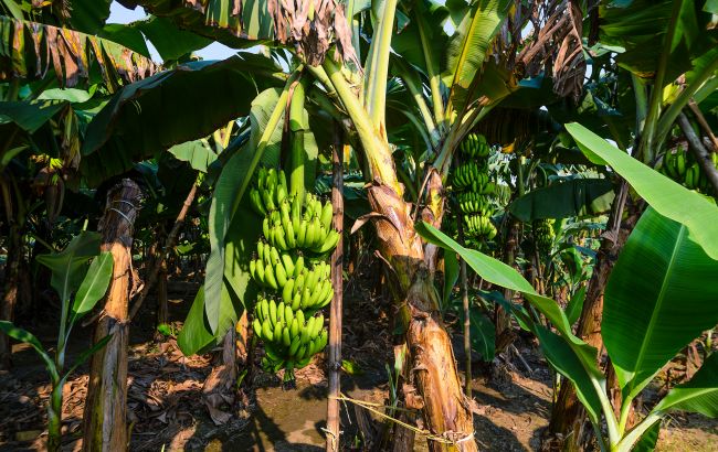 Кава та банани під загрозою: науковець НАН пояснив, які продукти і чому можуть зникнути
