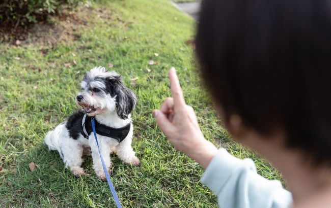 Почему собака вас не слушает и как это исправить: главные ошибки, которые допускают все