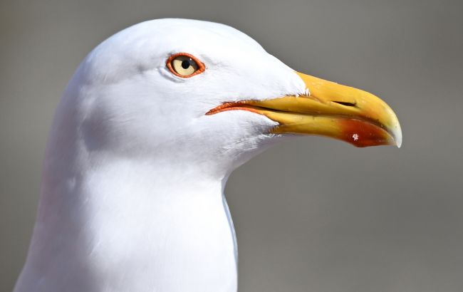 Звичайні птахи перетворюються на кровожерливих "камікадзе": хто вони та в чому небезпека