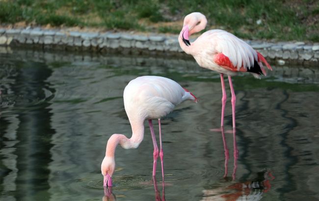Не тільки фламінго. Які екзотичні птахи переселяться в Україну через зміну клімату
