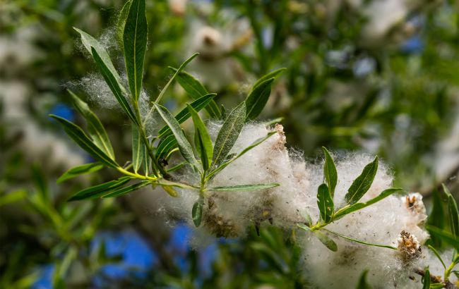 Эти народные методы не помогут при тополином пухе: мифы и правда