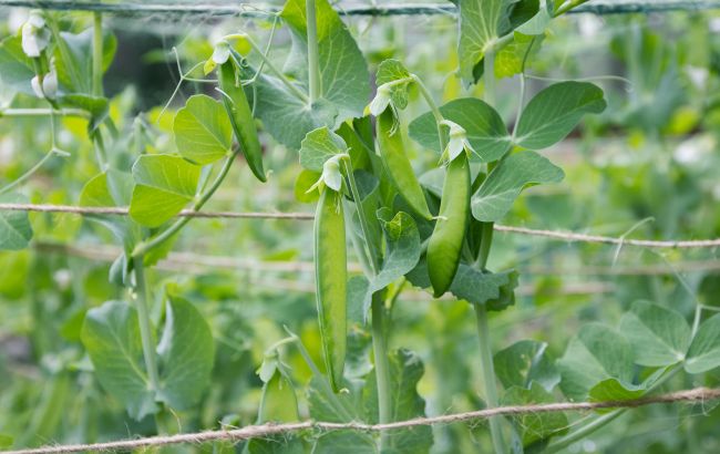 Картопля забрала всі сили ґрунту: що садити після неї, а що категорично не можна