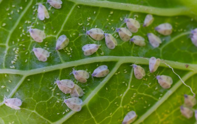 Цей шкідник масово атакує українські городи: 8 ефективних способів позбутися білокрилки