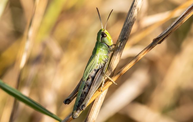 Сарана вже в Києві? Мешканці столиці діляться фото перших шкідників