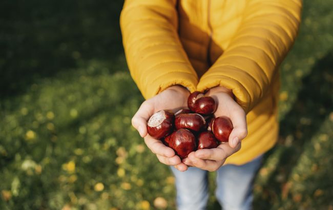 Чому потрібно носити у сумці або кишені каштани: старовинна прикмета, яку багато хто не знає
