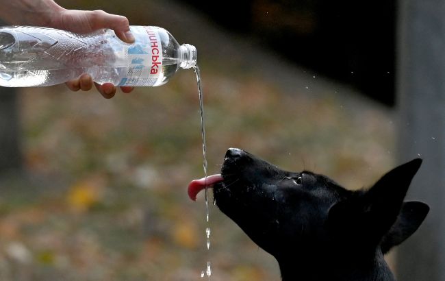 Собака тяжело дышит? Когда это может быть тепловой удар и что делать немедленно