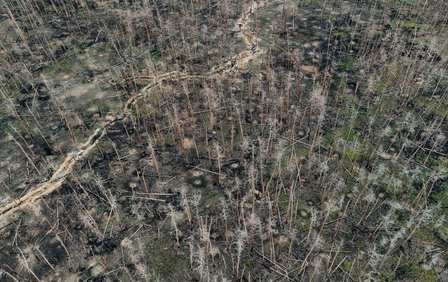 Все в оптоволокне: в ВСУ показали, как война изменила легендарный Серебрянский лес