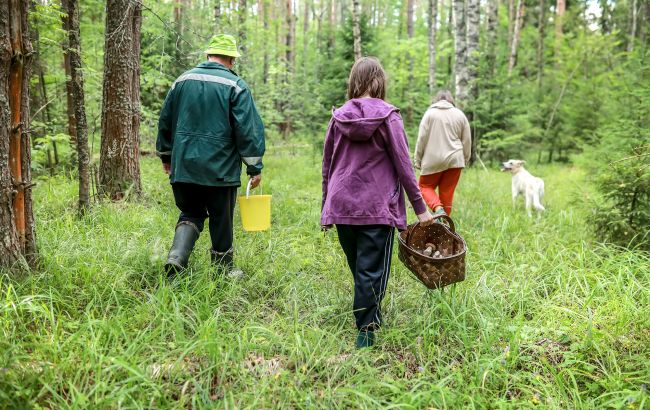Які гриби збирати в листопаді: секрети досвідчених грибників