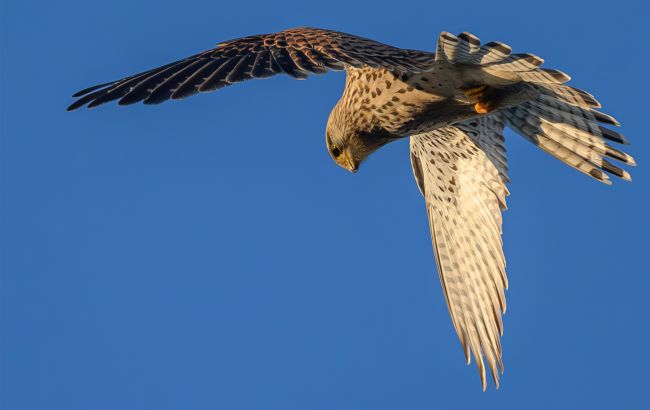 Український птах з хоробрим серцем: волонтери рятують сокола, який кинувся на ворожий дрон