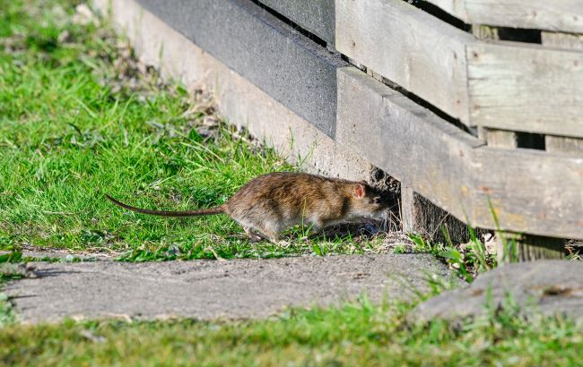 Крысы будут убегать: простой кухонный продукт, который отпугивает грызунов весной
