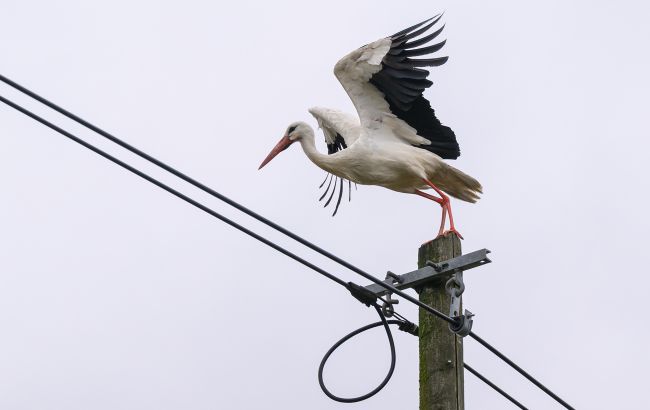 Як птахи на високовольтних проводах не перетворюються на "гриль": просте пояснення
