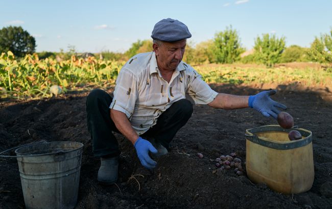 Чим підживити ґрунт після картоплі: ось, що треба зробити вже зараз
