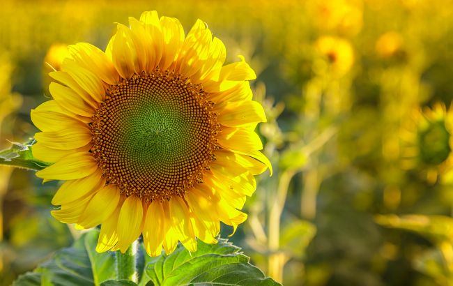 Як правильно називати квіти українською: перевірте, чи знаєте ви ці назви