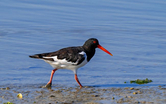 Червонокнижний птах із Польщі "залітав перекусити" на Одещину: чим особливий маршрут