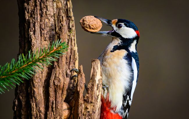 Дятел бьет по дереву 20 раз в секунду: почему у него не болит голова?
