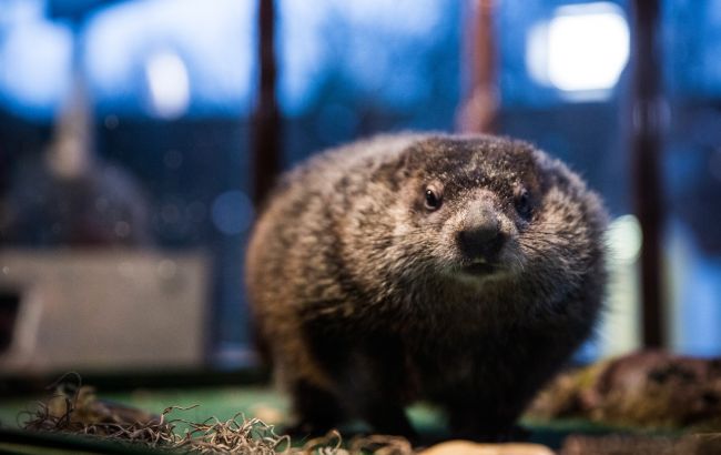 Львовские сурки Мишка и Маруся дали свой прогноз погоды на весну
