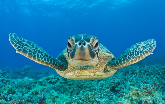 П'ять океанів замість чотирьох: який новий з'явився на карті світу