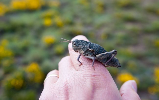 Саранча в хаті, дворі чи на вікні - до лиха чи удачі? Що віщують прикмети і забобони