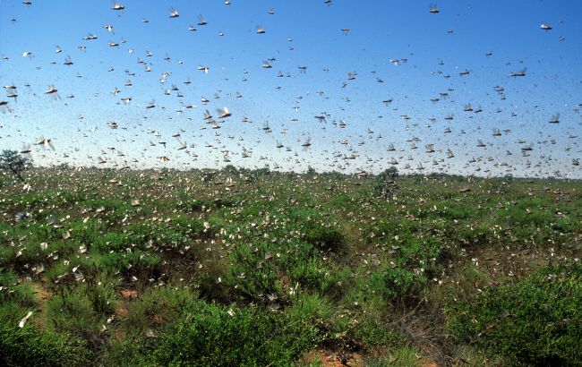 Нашестя сарани на півдні: яка ситуація зараз і що треба знати про шкідника
