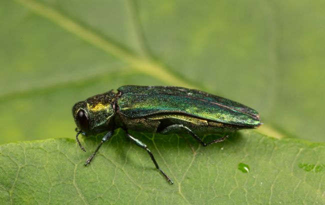 Ясени під загрозою: в Україні поширюється небезпечний шкідник із Росії