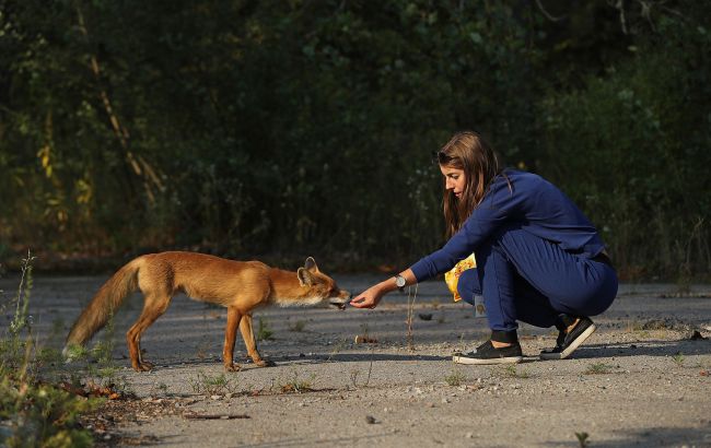 Бешенство, клещи и хищники в городе: почему ежей лучше не трогать, а лисы &ndash; опасны