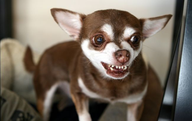 Почему собака постоянно лает: ветеринар раскрыла 5 неожиданных причин