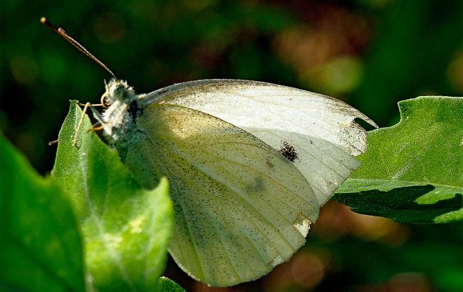 Без метеликів і жуків. Чому в Україні зникають комахи і які від цього загрози