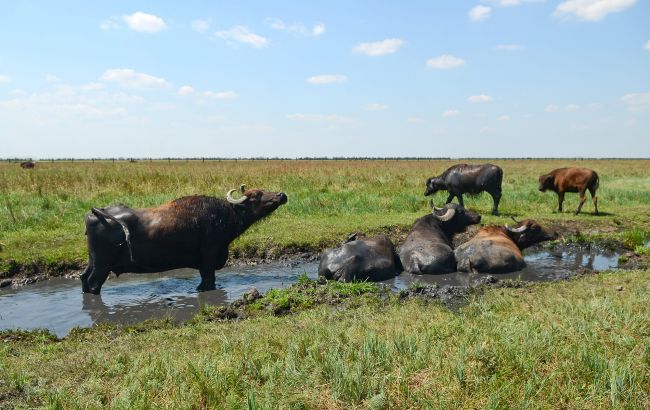 Окупанти крадуть тварин з унікального заповідника "Асканія-Нова"