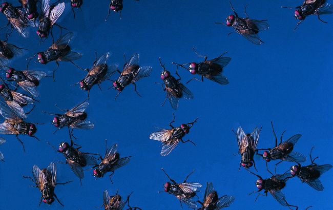 США сбросят миллиарды мух с самолетов над Мексикой: что стоит за этим планом?