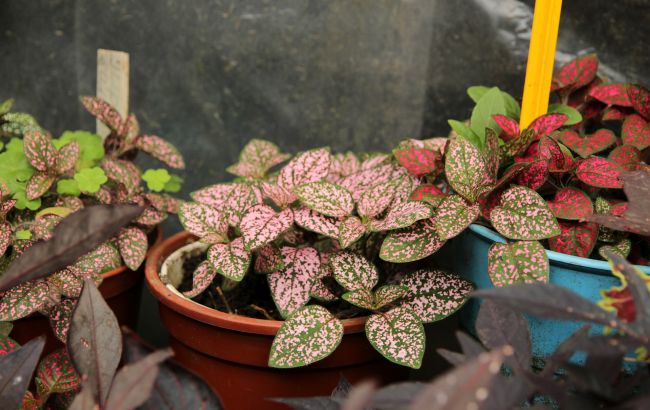 Это дешевое аптечное средство на глазах оживит почти завявшие комнатные цветы