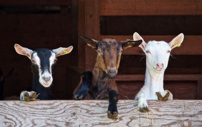 В Днепре иностранцы резали и жарили коз на городском пляже: отдыхающие были в шоке