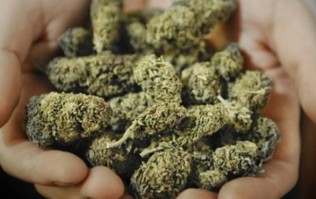 В Германии разрешат выращивать коноплю в медицинских целях