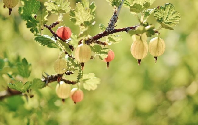 Смородина, малина, аґрус: як правильно доглядати за ягідними кущами взимку