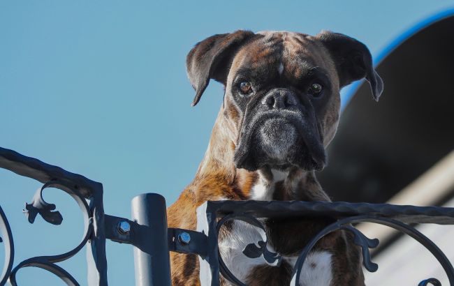 У Дніпрі чоловік спеціально нацьковує собаку на перехожих: тварина валить на землю (відео)