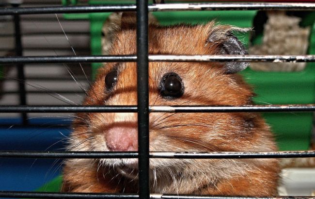 Эти ошибки вредят хомяку, но о них молчат в зоомагазинах