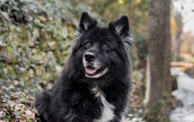 Кинолог назвал три породы собак, которые труднее всего поддаются дрессировке