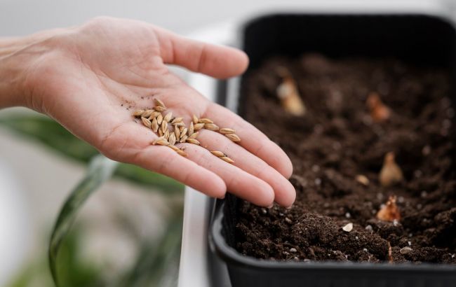 Не викидайте старе насіння! Ось перевірені способи повернути його до життя