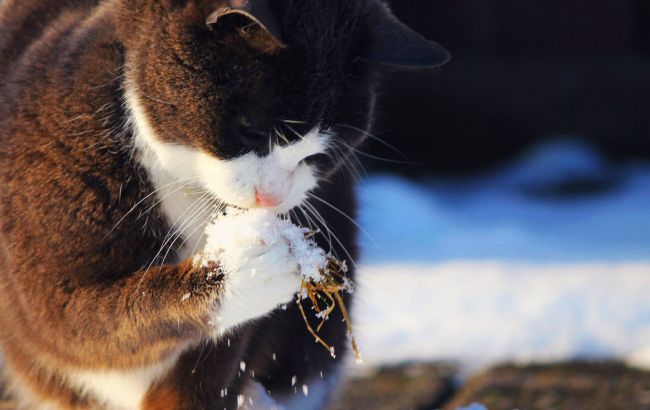 Погода на сьогодні: на заході України сніг з дощем, температура до +8
