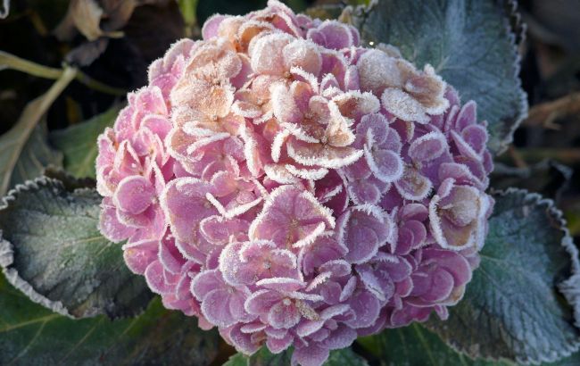 В Украину снова придут заморозки: когда и где будет "минусовая" температура