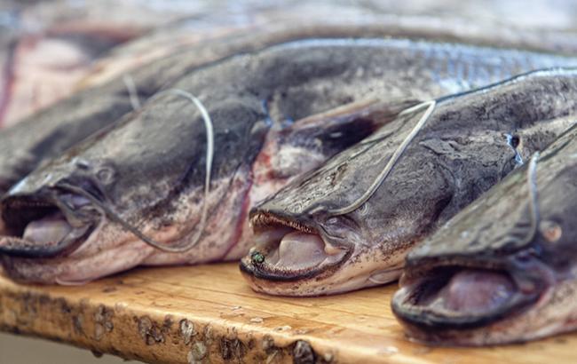 Правоохранители пресекли деятельность по незаконному вылову биоресурсов на 20 млн гривен