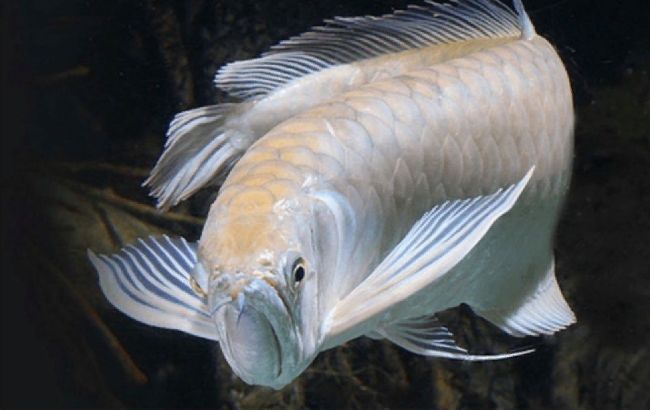 В Одессе дети поймали рыбу-дракона из Амазонки, которая стоит 2 тысячи (фото)