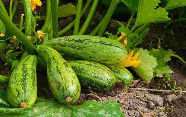 Ці сорти кабачків варто посадити на городі і вони порадують вас врожаєм