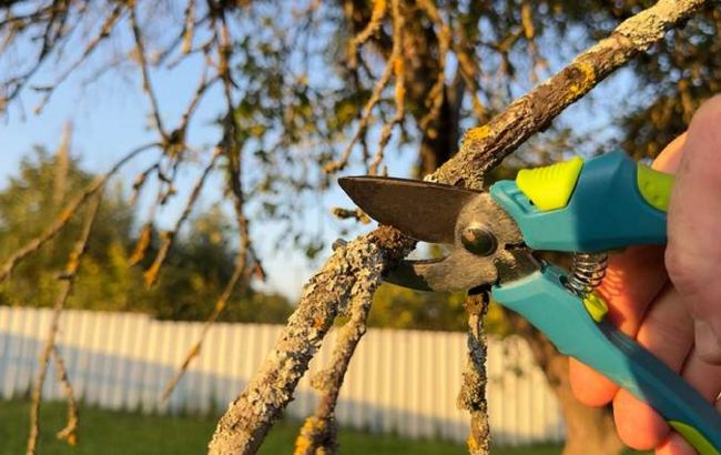 Что нельзя обрезать весной: простое правило садовода, которое спасает цветы