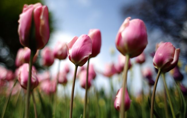 Жара до +30 и дожди с грозой: погода на выходные