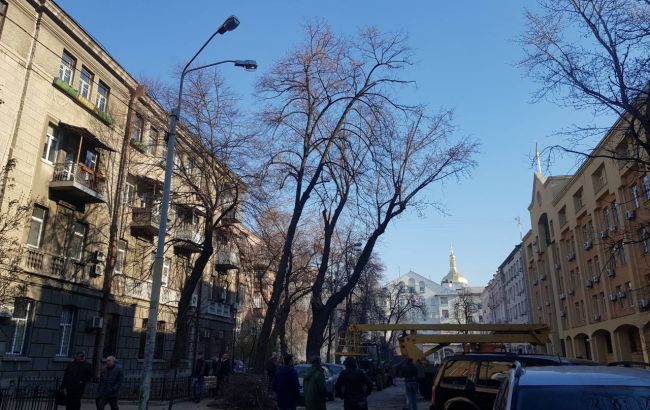 В КГГА рассказали об уходе за столичными деревьями