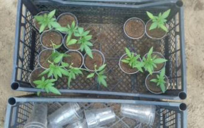В Запорожской области правоохранители обнаружили конопли на 5 млн грн