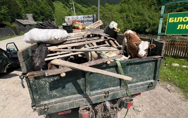 Ховали під худобою. На Закарпатті вигадали "ноу-хау" для вивезення чоловіків до Румунії (відео)
