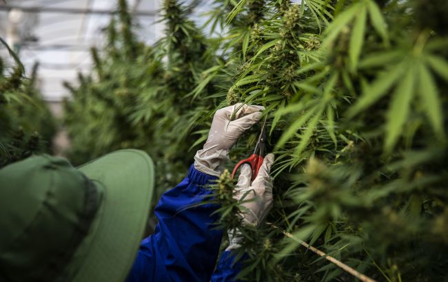 У Комітеті Ради підтримали законопроєкт про використання медичного канабісу